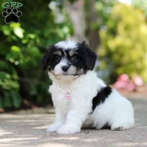 Dory, Cavachon Puppy